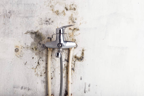 Best Black Mold Remediation in Calvert City, KY